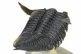Flying Zlichovaspis Trilobite - Atchana, Morocco #325664-3